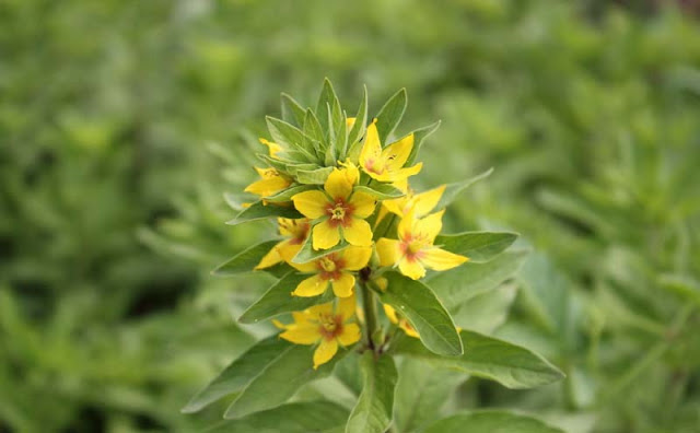 Lysimachia Punctata Flowers