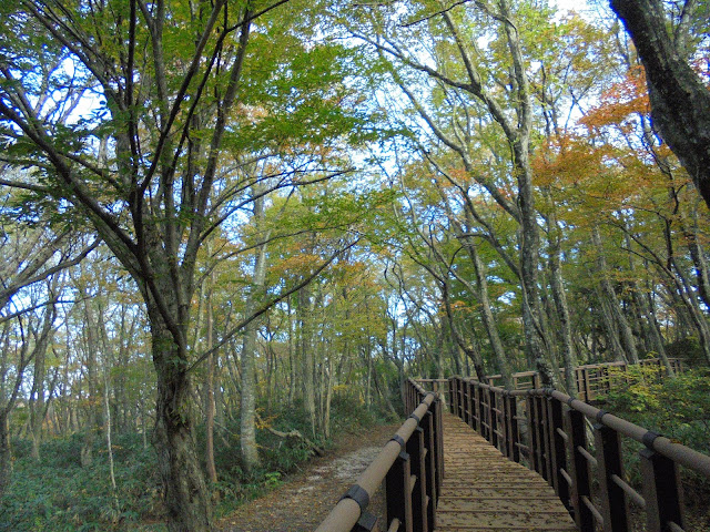 大山森の遊歩道