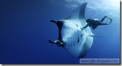 MantaRay_EN-US2239617195