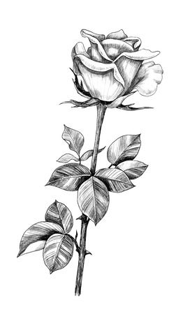 Rose-Bud-tattoo-stencil