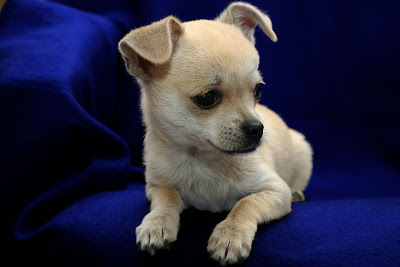 Chihuahua Puppy Picture