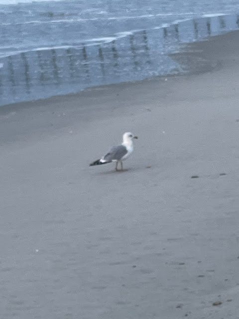 A lone seagull on the beach just where the tide has receded. He is looking towards the housing and away from the ocean. He is standing in wet sand.