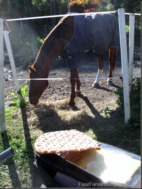 Cykla och mata Hästar med Knäckebröd en solig höstdag 2011 005