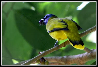 Black-headed Bulbul (Pycnonotus atriceps)Merbah Siam at Raub