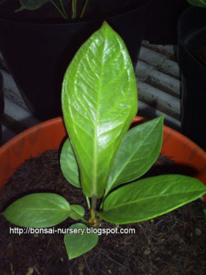 Anakan Jenmanii Sweet Merapi