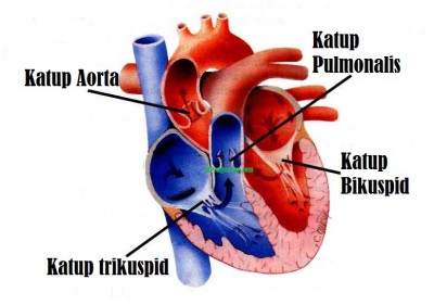 memor blog Cara Mengobati Penyakit Jantung Bocor Secara Alami