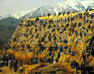  Foto antiga em dia ensolarado em uma aldeia no Japão. Foco da lateral de um gigantesco telhado retangular e bem íngreme, com dezenas de colonos alinhando e preenchendo com touceiras de colmo a estrutura composta por quadrados de bambu. No cume, alguns trabalhadores apoiam-se sentados, à espera do material para amarras e fixação do telhado de cima para baixo. No chão, pilhas de touceiras, alguns trabalhadores realocam as touceiras ao longo da base do telhado para que outros continuem o trabalho. Ao fundo, os picos de montanhas com neve. 