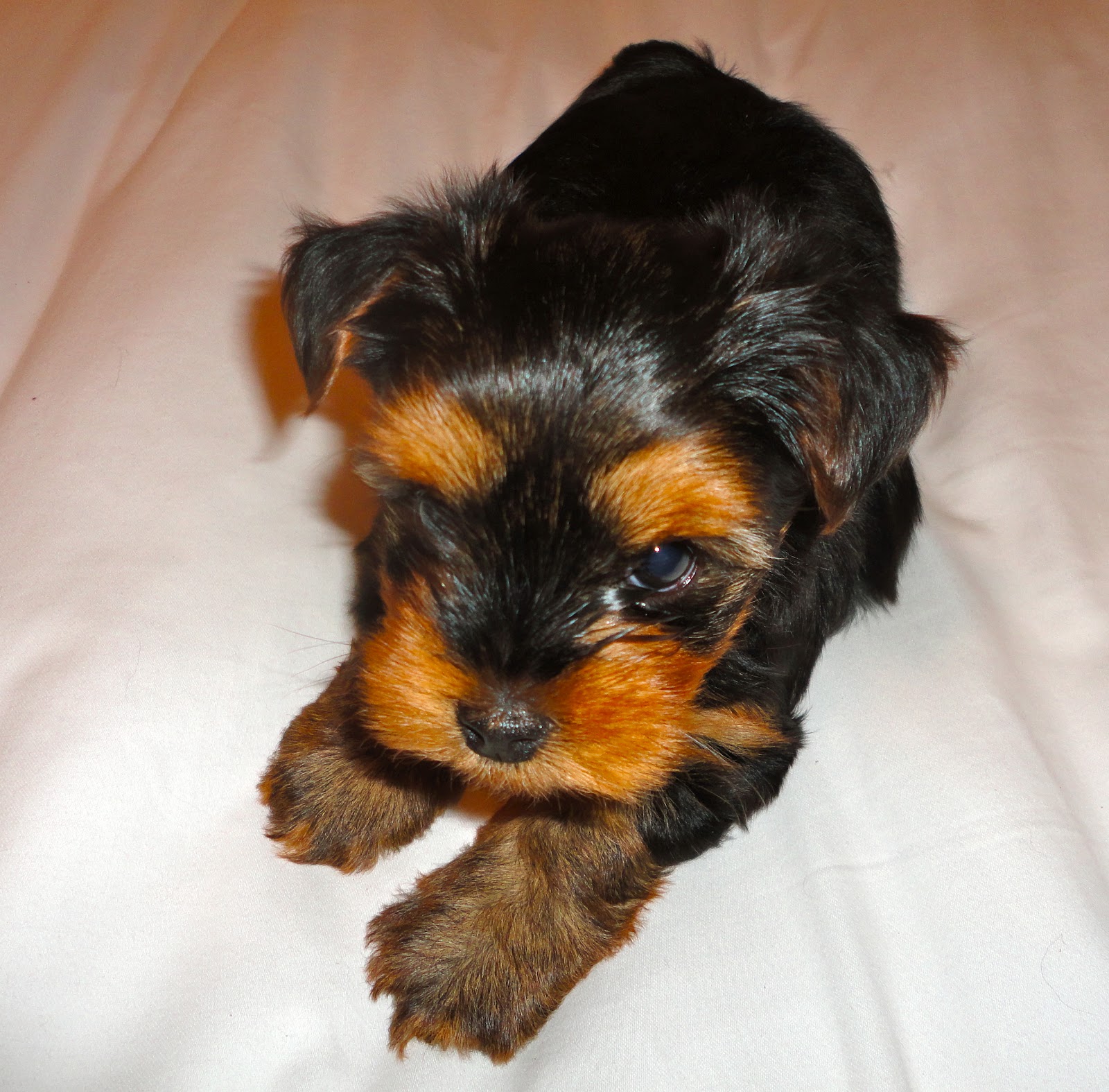 Courtney's AKC Yorkies: Yorkie Puppies 6 Weeks Old