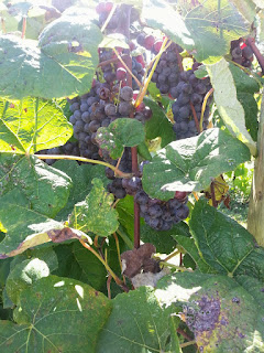 picking grapes in a vineyard