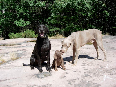 Weimaraner