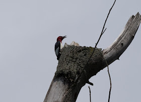 Red-headed Woodpecker - Oak Openings Preserve, Ohio, USA