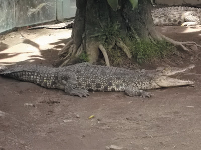 foto buaya muara 07