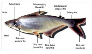 Ikan Patin