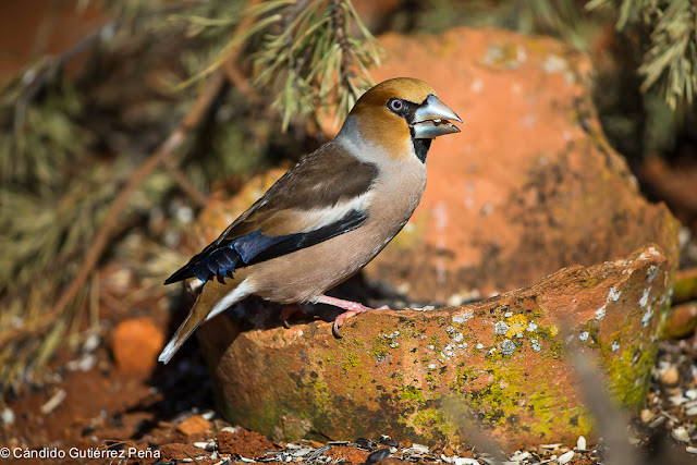 PICOGORDO - Coccothraustes Coccothraustes