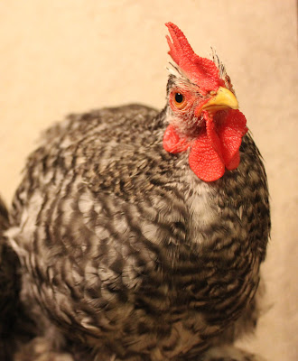 Cochin Pekin mottled cockerel rooster 