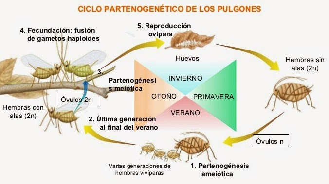 Carniplant Plantas Carn voras enero 2022