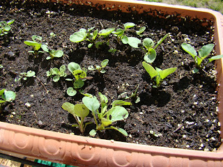 Pensamientos gigantes suizos (Viola tricolor 'Maxima').