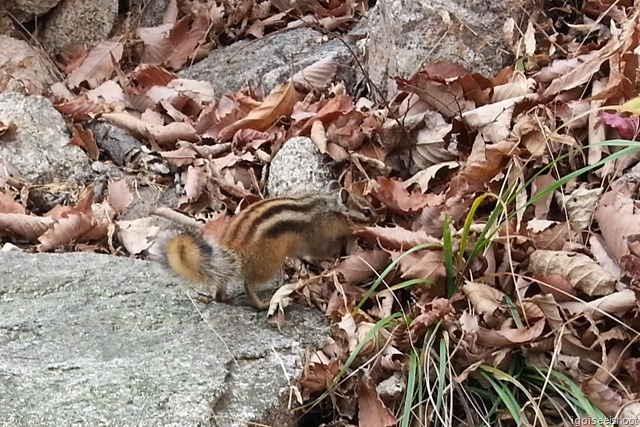  Squirrel - From Biseondae Rock to Geumganggul Cave