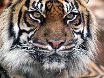 Indian Tiger Wallpaper for Desktop