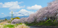 潤井川（龍巌淵）の桜と富士山の絶景を再び！