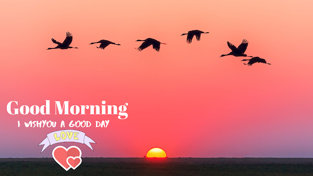 The sun rises with the birds. good morning images