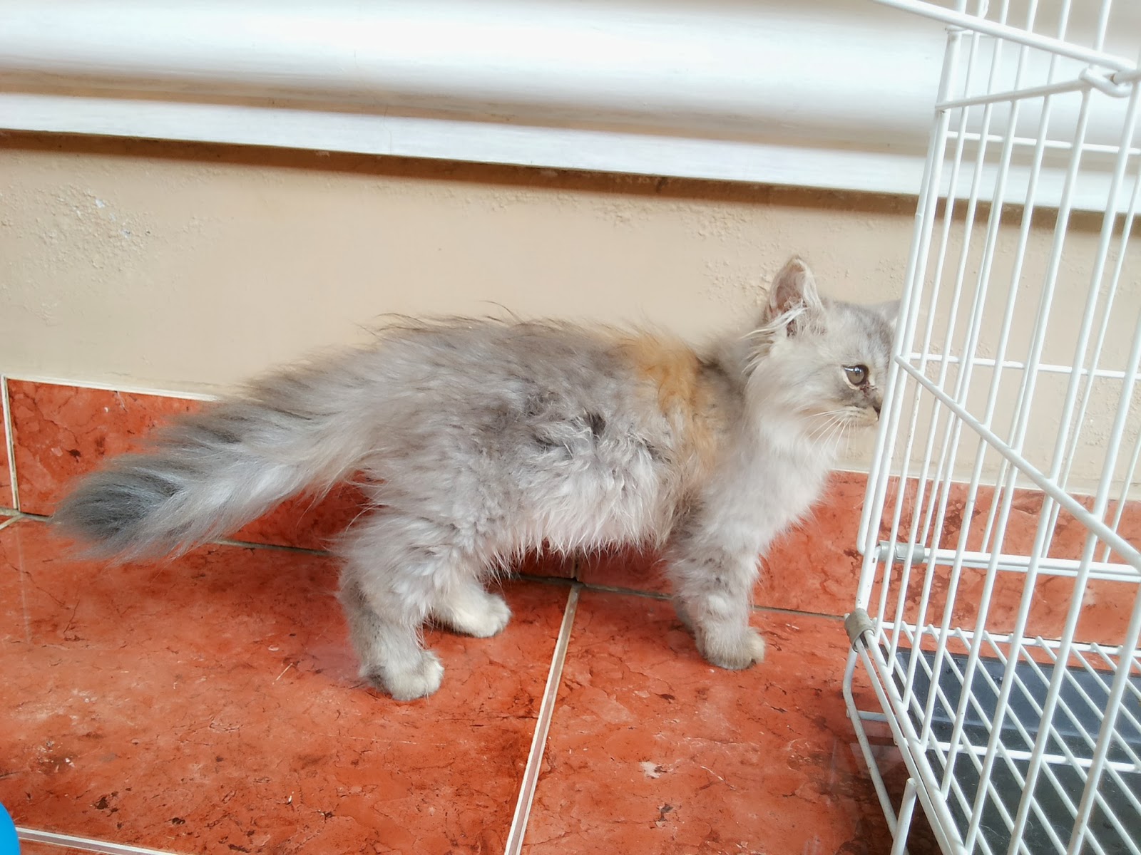 Jual Kucing Persia  Jual Peralatan , Perlengkapan , dan 