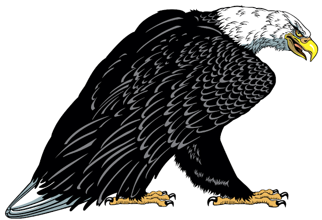 Bald eagle. Standing white headed American bird . Tattoo style vector illustration