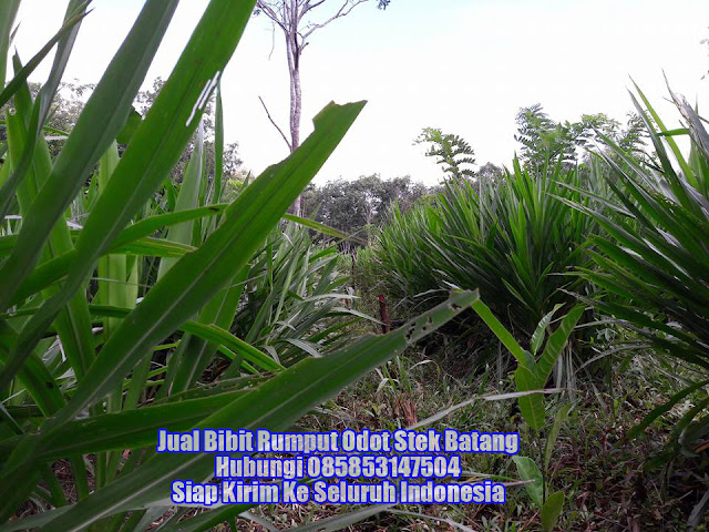 Jual Bibit Rumput Odot Banda Aceh