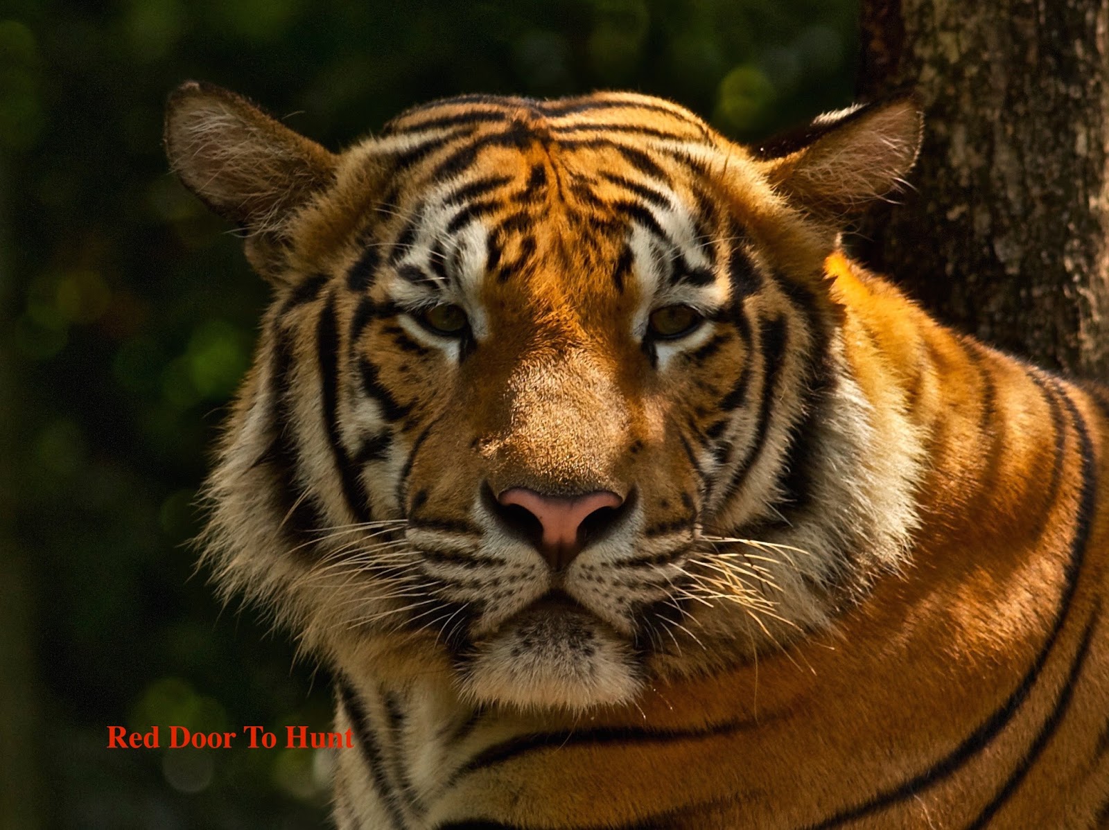 RED Door To Hunt Sejarah Pemburuan Halal Harimau Belang  