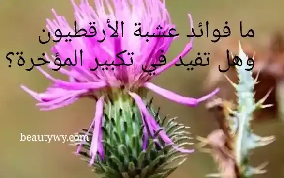 فوائد-عشبة-الأرقطيون-تكبير-المؤخرة