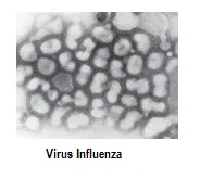 Orthomycovirus