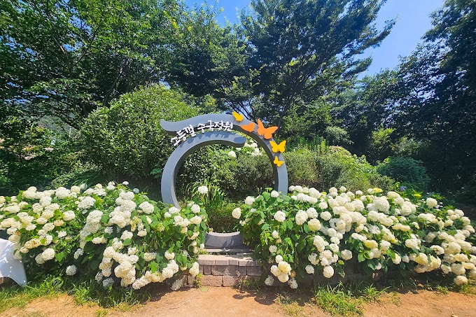 김해 수국 명소 수안마을 수국 feat 주차