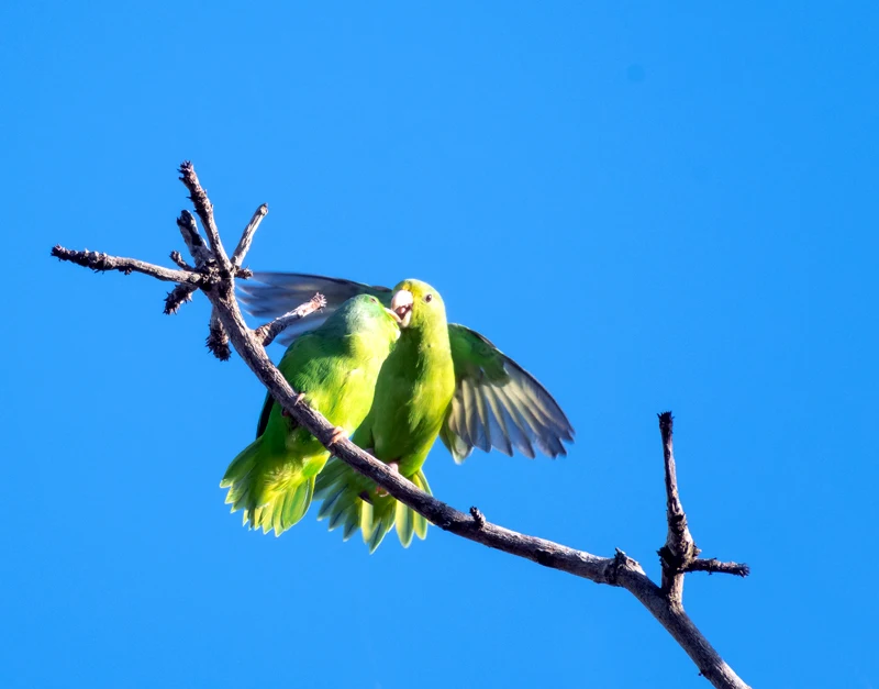 Many wild animals 'count'—and it helps them survive to another day