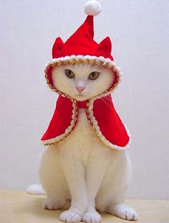 funny animal photos cat dressed up in red outfit for christmas maybe elf