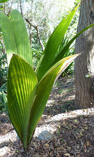 Bactris militaris