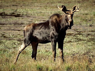 Лос Moose 