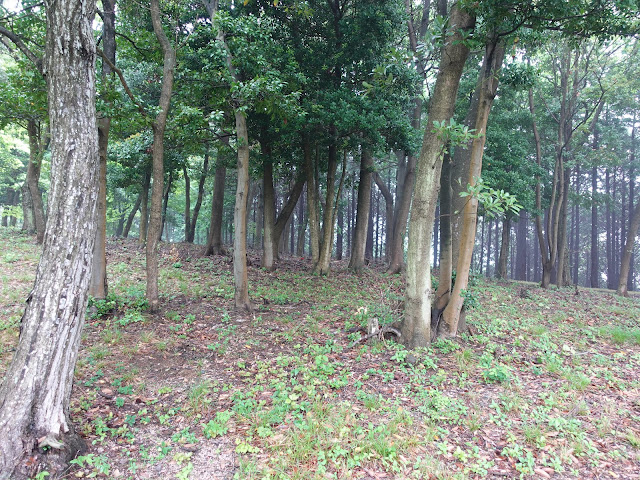 鳥取県西伯郡大山町妻木 鳥取県立むきばんだ史跡公園　弥生の森　遊歩道