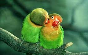 Love Bird Pictures - Love Bird Price - Love Bird Food List - love bird pakhi - NeotericIT.com