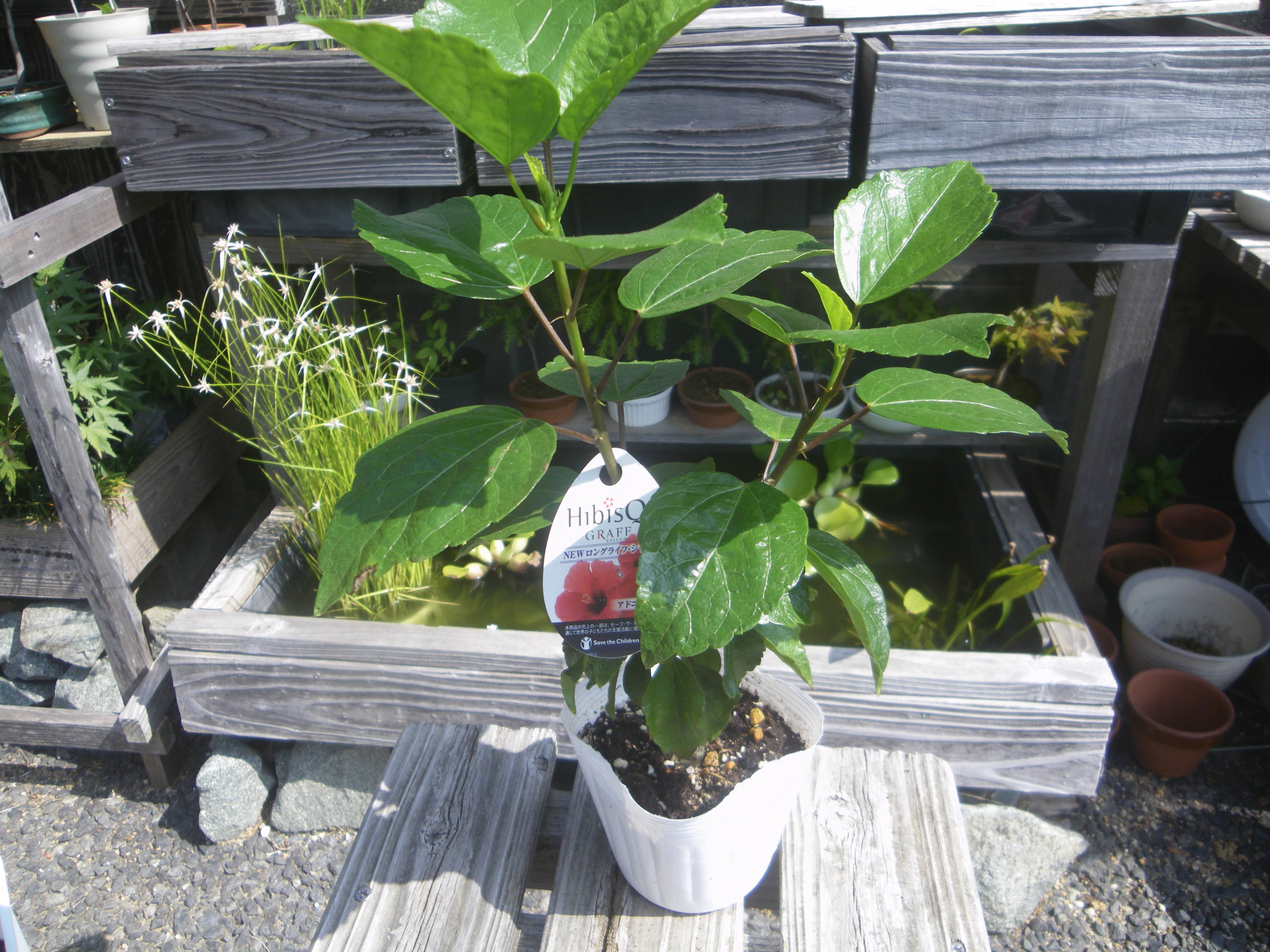 ハイビスカスの育て方 小さな鉢植えで美しい花を楽しむ 苗木の植え付け 栽培の記録 メダカの大工
