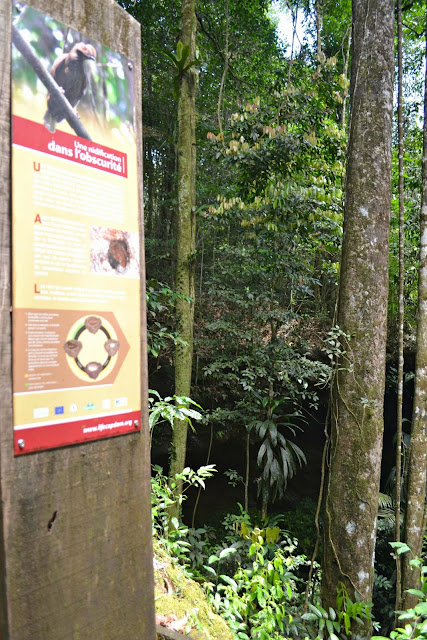 Guyane, Sentier, Kaw, Coq-de-roche, randonnée