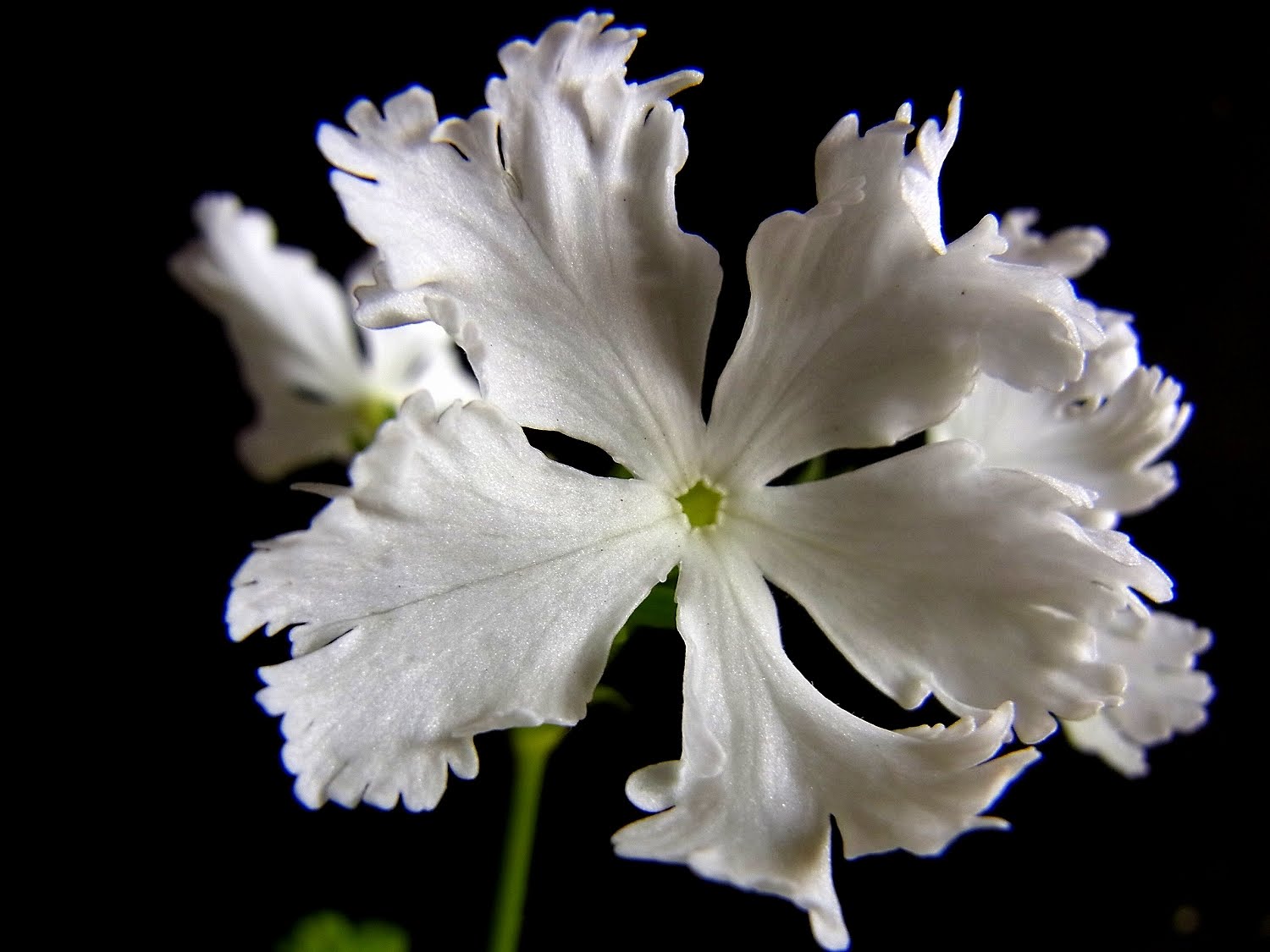 Flos 花 Blume Flower 華 Fleur Flor Cbetok Fiore サクラソウ 13 喰裂紙 さくらそう 作伝法 江都近郊名勝一覧 東京名所三十六花撰