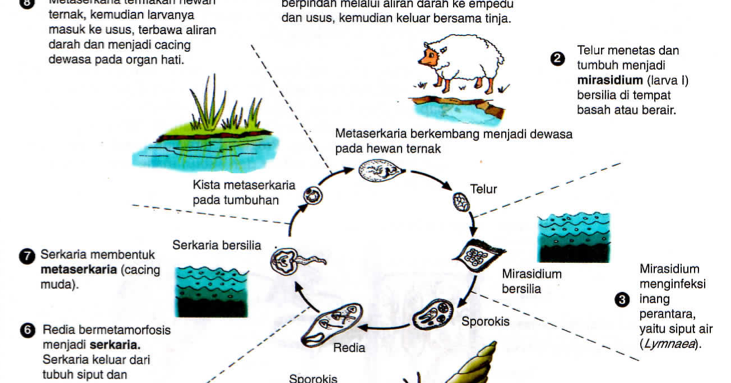 Bionomipa Indikator 7 Cara  Perkembangbiakan Hewan  