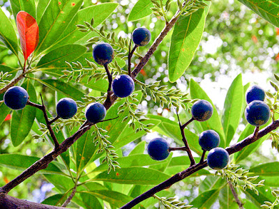 Manfaat Buah Jenitri