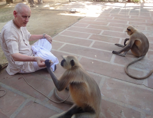 Sankarshan Das Feeding Prasadam to the Monkeys