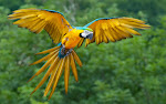 Blue-and-gold Macaw