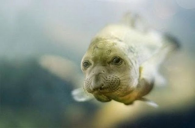 New Most Funny Animal Manipulations Seen On www.coolpicturegallery.us