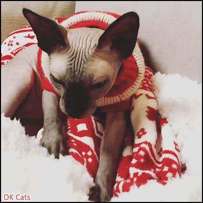 Christmas Cat GIF • Cute Sphynx cat with wool Santa Costume is kneading. He love Xmas month [ok-cats.com]