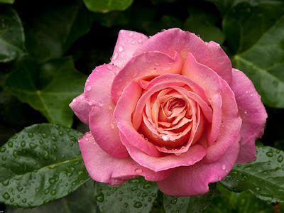 foto de rosas rosadas y bellas