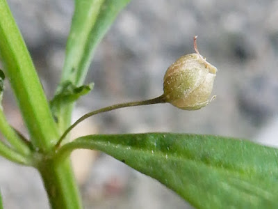 野甘草的蒴果