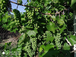 Grapes, Galore, Hanging, Yambol, Garden Fence,